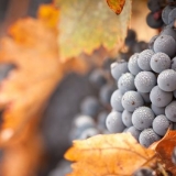 Pravilna prihrana grožđa đubrivima u jesen